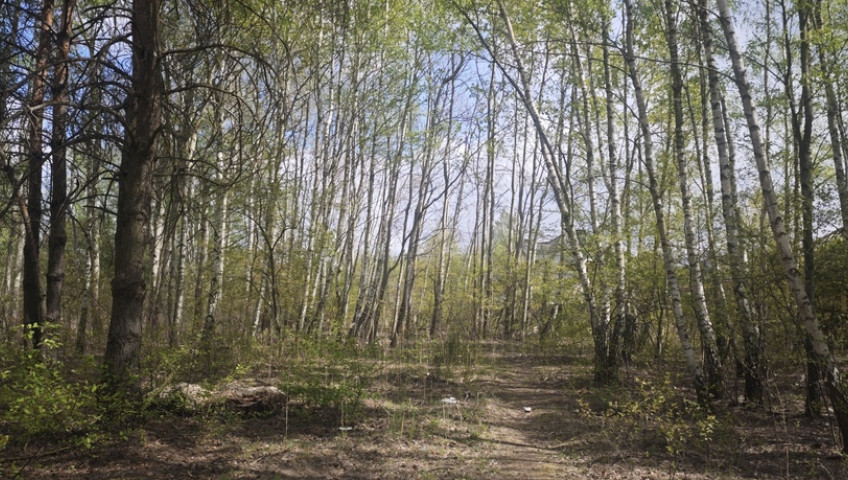 Działka Sprzedaż Lipków